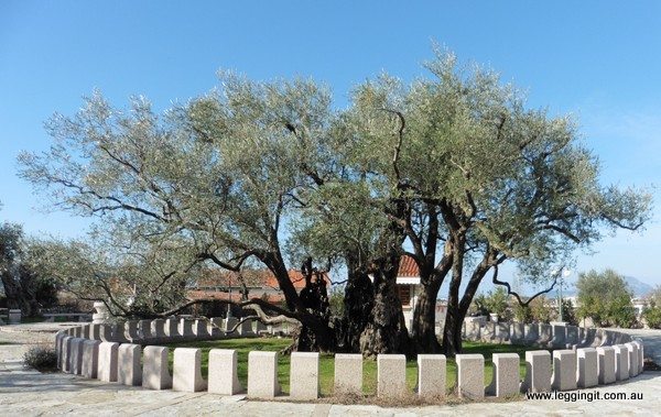2,000 Year Old Olive Tree