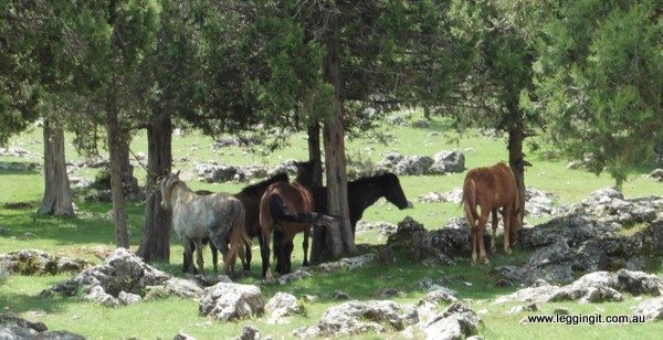 Cappadocia Horses