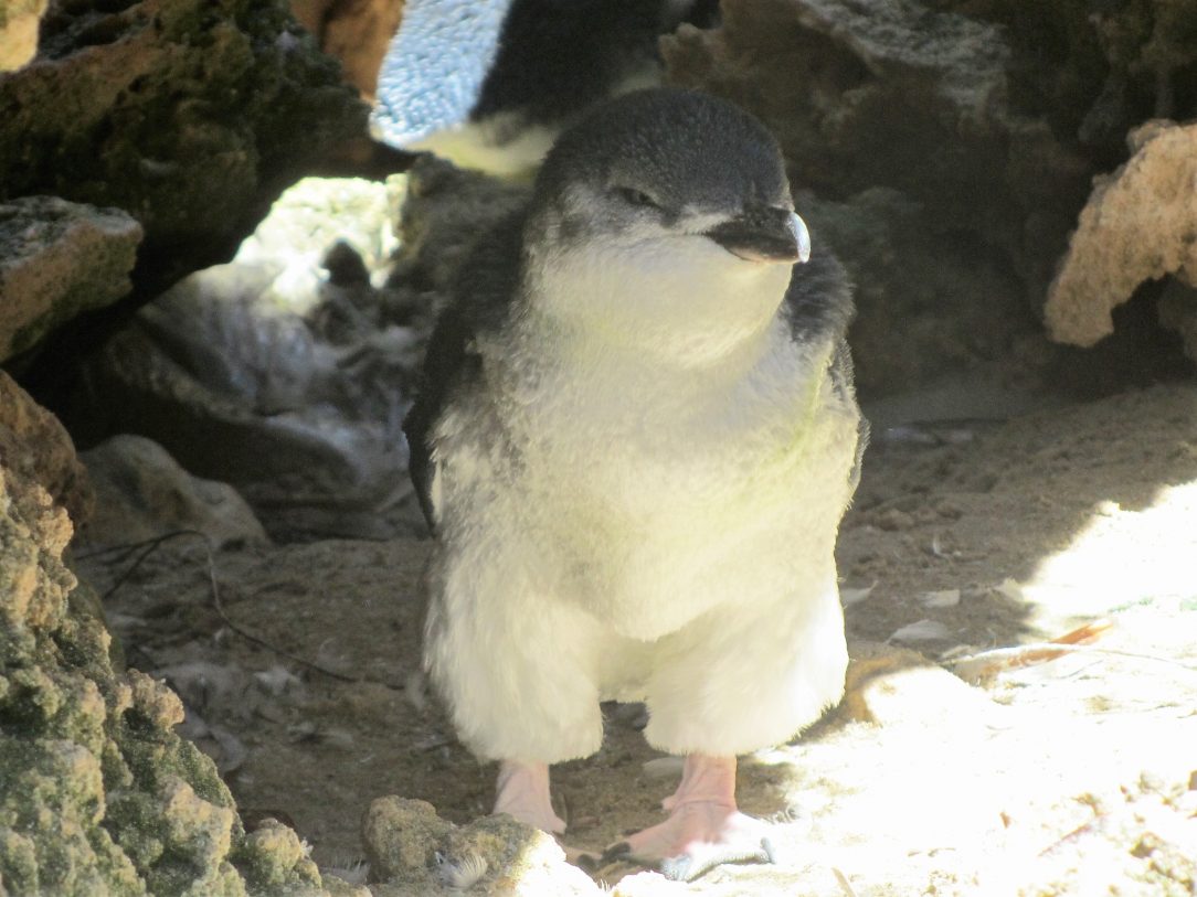Penguins Penguin Island Perth