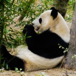 Chengdu Research Base of Giant Panda