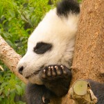 Chengdu Research Base of Giant Panda