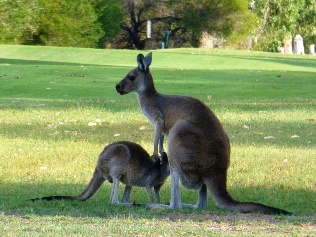Kangaroos Perth